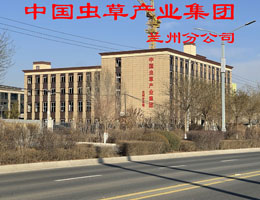 中国虫草产业集团兰州分公司